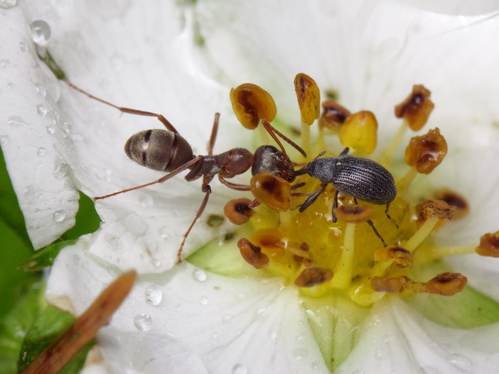 Anthonomus (Anthonomus) rubi (Herbst, 1795)